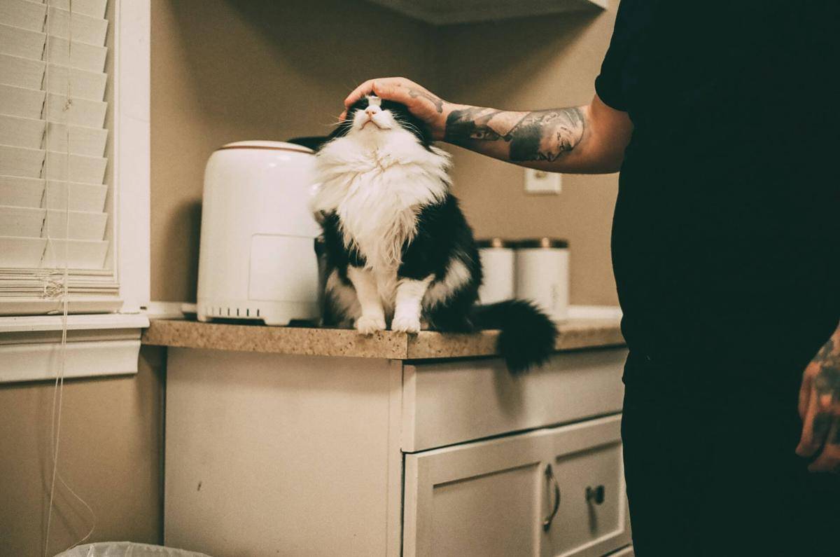 ilustrasi kucing peliharaan (unsplash.com/Bruno Guerrero)
